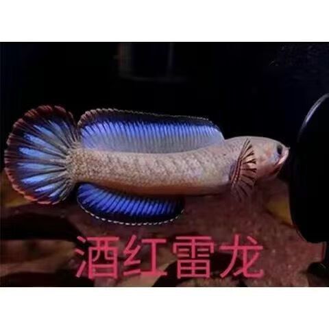紅色雷龍魚的價格是多少（紅色雷龍魚的價格）