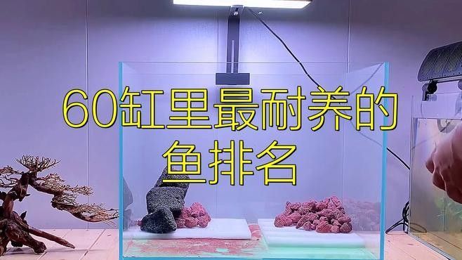 60公分魚缸適合養什么魚（0公分的魚缸適合養一些體型較大、活潑好動的魚類）