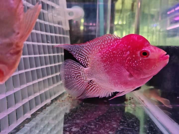 60公分魚缸適合養什么魚（0公分的魚缸適合養一些體型較大、活潑好動的魚類）