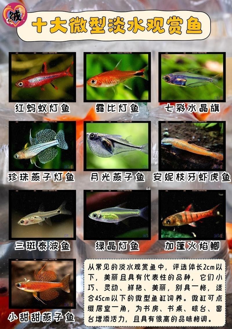 60公分魚缸適合養什么魚（0公分的魚缸適合養一些體型較大、活潑好動的魚類）