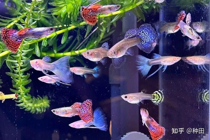 60公分魚缸適合養什么魚（0公分的魚缸適合養一些體型較大、活潑好動的魚類）