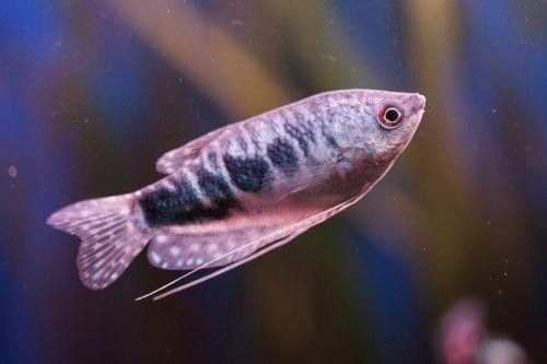 藍曼龍魚發白需要隔離嗎（曼龍魚發白怎么辦） 藍曼龍魚發白需要隔離嗎（曼龍魚發白怎么辦） 龍魚百科 第3張