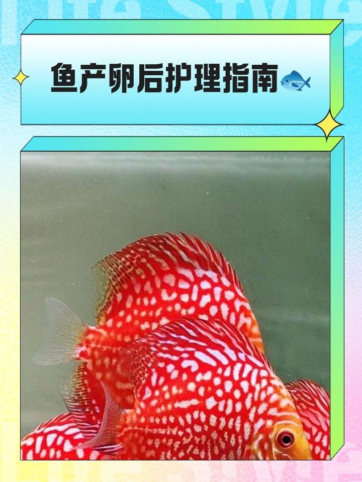 虎斑恐龍魚(yú)繁殖后如何護(hù)理魚(yú)卵（斑恐龍魚(yú)繁殖后如何護(hù)理魚(yú)卵）