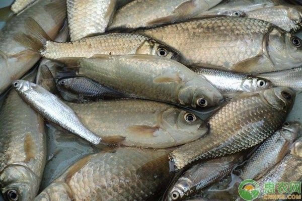 虎斑恐龍魚(yú)繁殖后如何護(hù)理魚(yú)卵（斑恐龍魚(yú)繁殖后如何護(hù)理魚(yú)卵）
