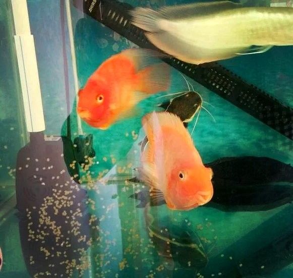 虎斑恐龍魚(yú)繁殖后如何護(hù)理魚(yú)卵（斑恐龍魚(yú)繁殖后如何護(hù)理魚(yú)卵）
