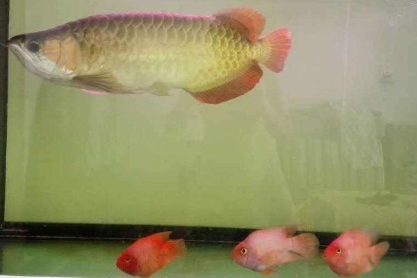 如何鑒別橘紅龍魚的雌雄？（如何判斷橘紅龍魚的雌雄？） 如何鑒別橘紅龍魚的雌雄？（如何判斷橘紅龍魚的雌雄？） 龍魚百科 第7張