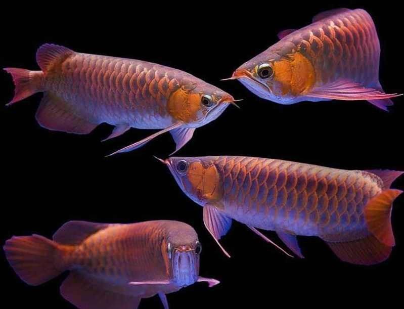 如何鑒別橘紅龍魚的雌雄？（如何判斷橘紅龍魚的雌雄？） 如何鑒別橘紅龍魚的雌雄？（如何判斷橘紅龍魚的雌雄？） 龍魚百科 第11張