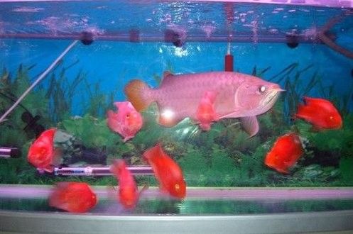 龍魚(yú)對(duì)水質(zhì)的要求有哪些（龍魚(yú)對(duì)水質(zhì)的基本要求）