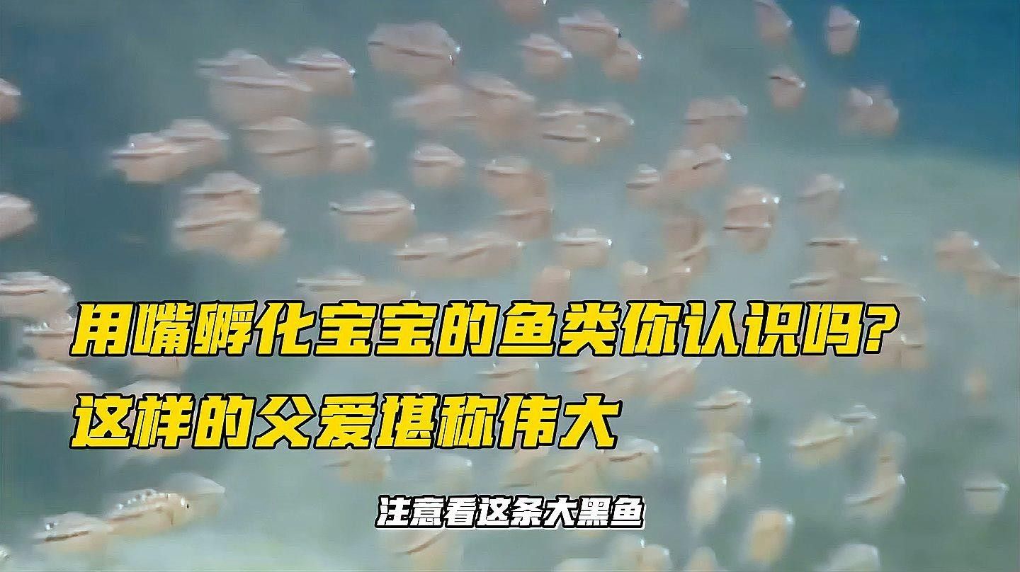 雄魚會一直照顧幼魚嗎？（關于雄魚是否始終照顧幼魚的問題）