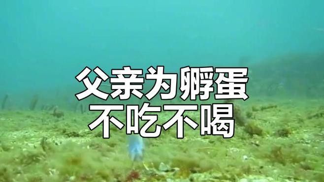 雄魚會一直照顧幼魚嗎？（關于雄魚是否始終照顧幼魚的問題）