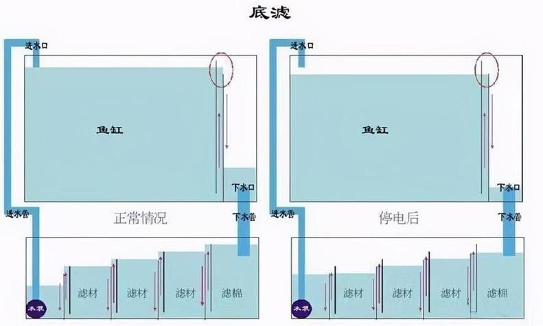 大金萬龍魚飼養注意事項（大金萬龍魚飼養的十個常見問題與解決方法與解決方法）