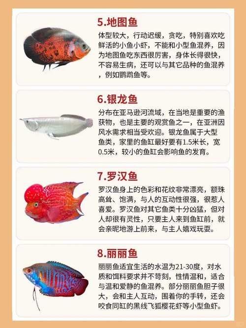 大金萬龍魚飼養注意事項（大金萬龍魚飼養的十個常見問題與解決方法與解決方法）