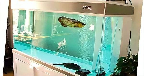 如何判斷一個龍魚缸的性價比（如何判斷龍魚缸的性價比？）
