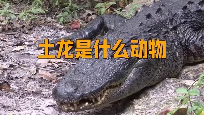淡水土龍魚有哪些品種（土龍和鰻魚有什么區別，土龍魚有什么區別）