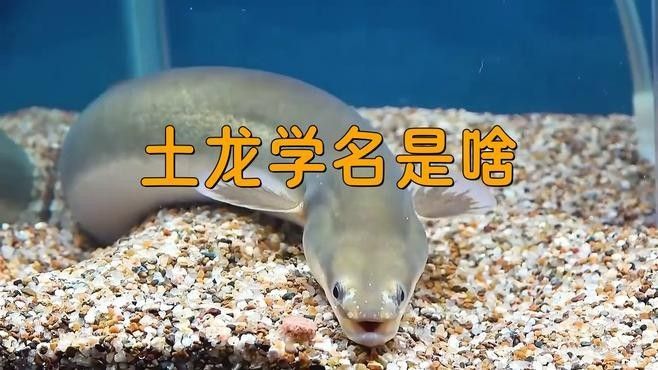 淡水土龍魚有哪些品種（土龍和鰻魚有什么區別，土龍魚有什么區別）
