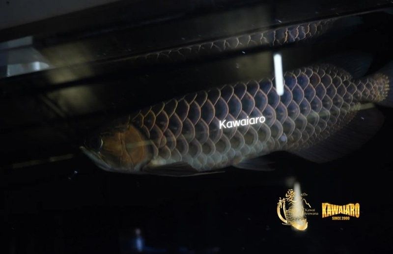 藍底過背金龍魚有哪些品種？（底過背金龍魚是一種觀賞性極強的魚類，其品種分類詳解）