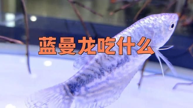 藍曼龍魚換水后需要多久喂食（曼龍魚換水后多久可以喂食寵物小景藍曼龍魚怎么養(yǎng)）
