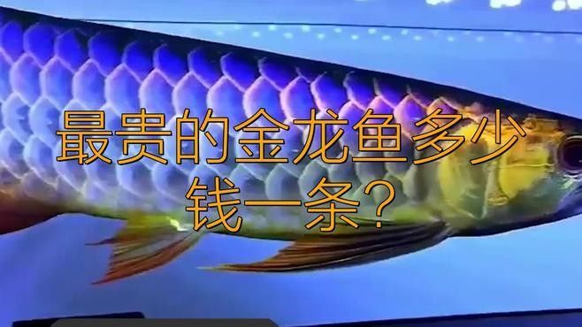 過背和高背龍魚的價(jià)格差異大嗎（過背和高背龍魚的價(jià)格差異分析過背和高背龍魚的價(jià)格差異）