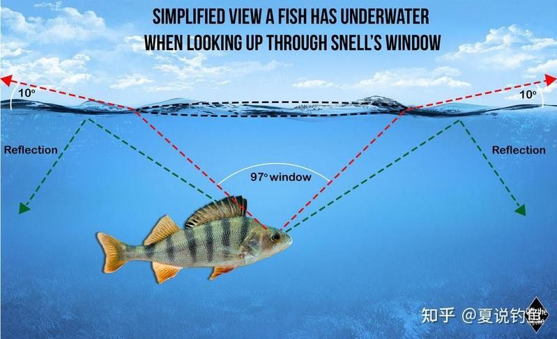 如何區分海水魚和淡水魚（如何區分海水魚和淡水魚？）