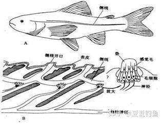 如何區分海水魚和淡水魚（如何區分海水魚和淡水魚？）