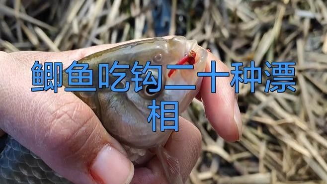 如何判斷魚兒是否咬鉤？（如何判斷魚兒是否已經上鉤？）