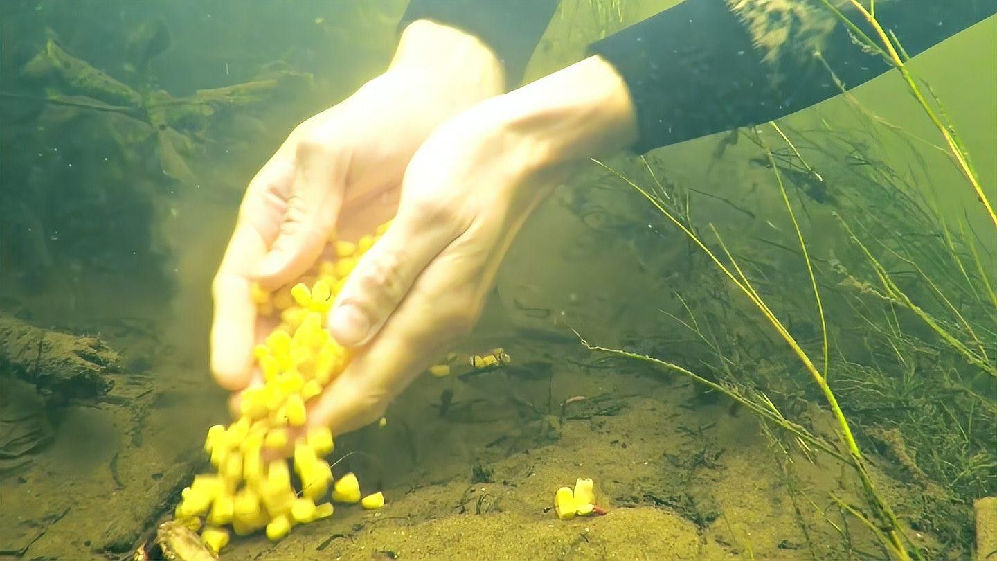 如何判斷魚兒是否咬鉤？（如何判斷魚兒是否已經上鉤？）