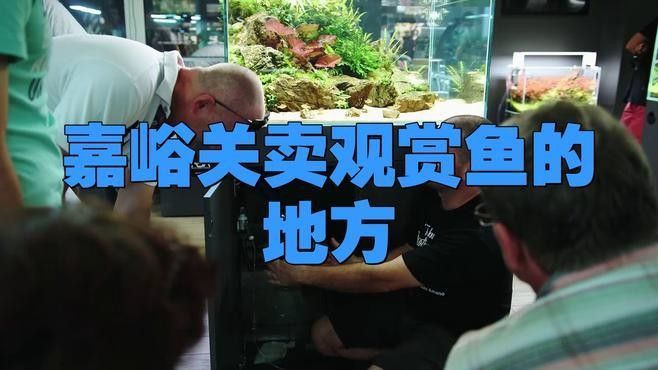 嘉峪關哪個水族館龍魚好？祥龍魚場龍魚（嘉峪關哪個水族館龍魚好）