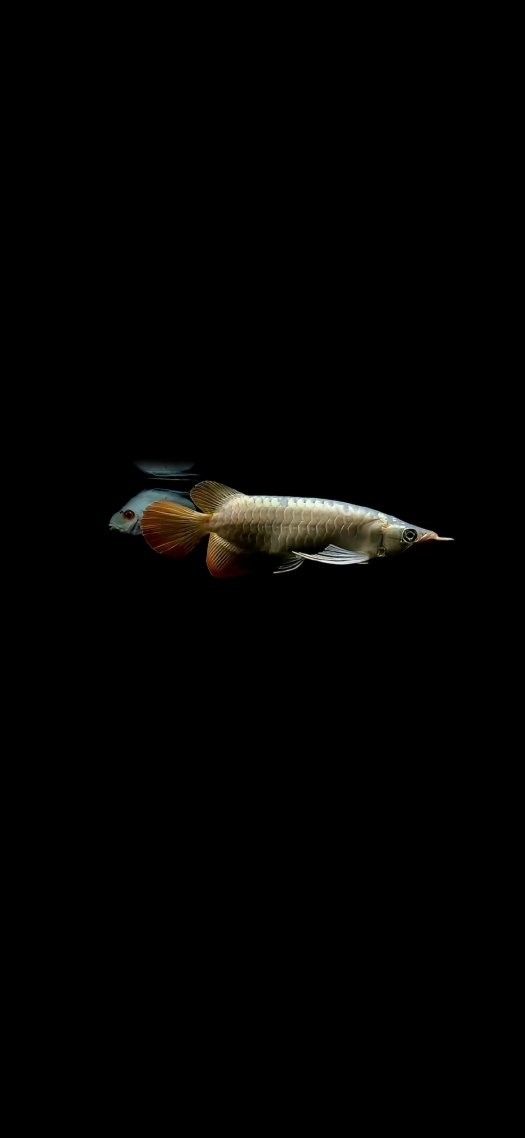 金龍魚壁紙有哪些系列？（金龍魚壁紙有哪些風格）