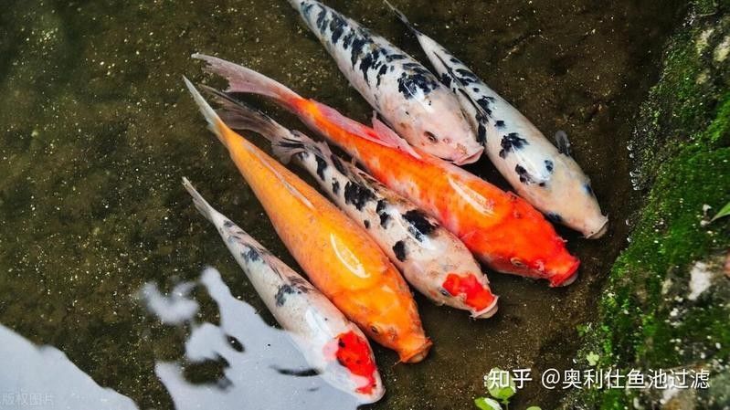 火龍魚(yú)冬季多久換一次水（養(yǎng)魚(yú)說(shuō)，冬天魚(yú)缸多久換一次水）