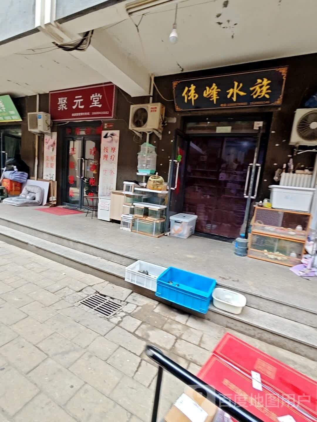 西山哪個水族館龍魚好？祥龍魚場龍魚（西山哪個水族館的龍魚好？）