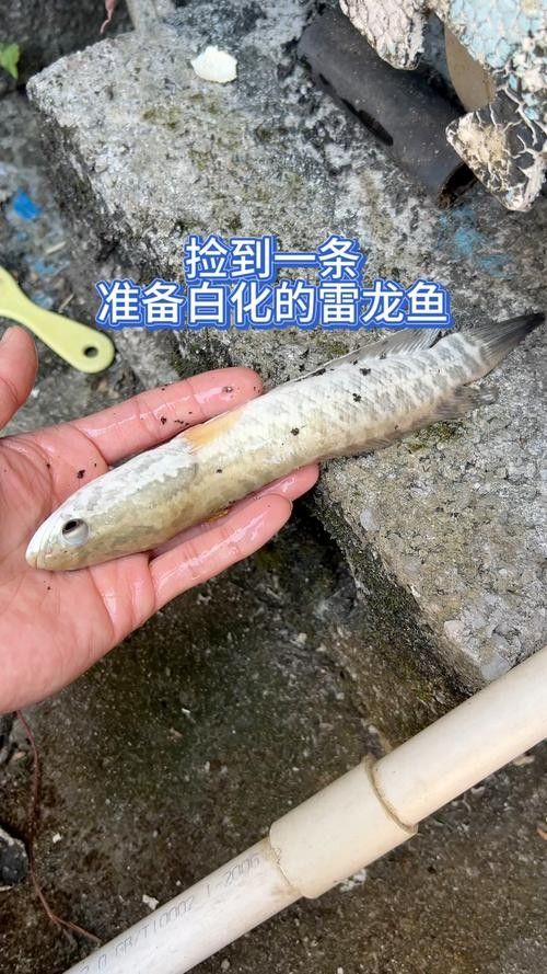 白色雷龍魚發(fā)色需要多長時(shí)間？（白色雷龍魚發(fā)色需要多長時(shí)間，）