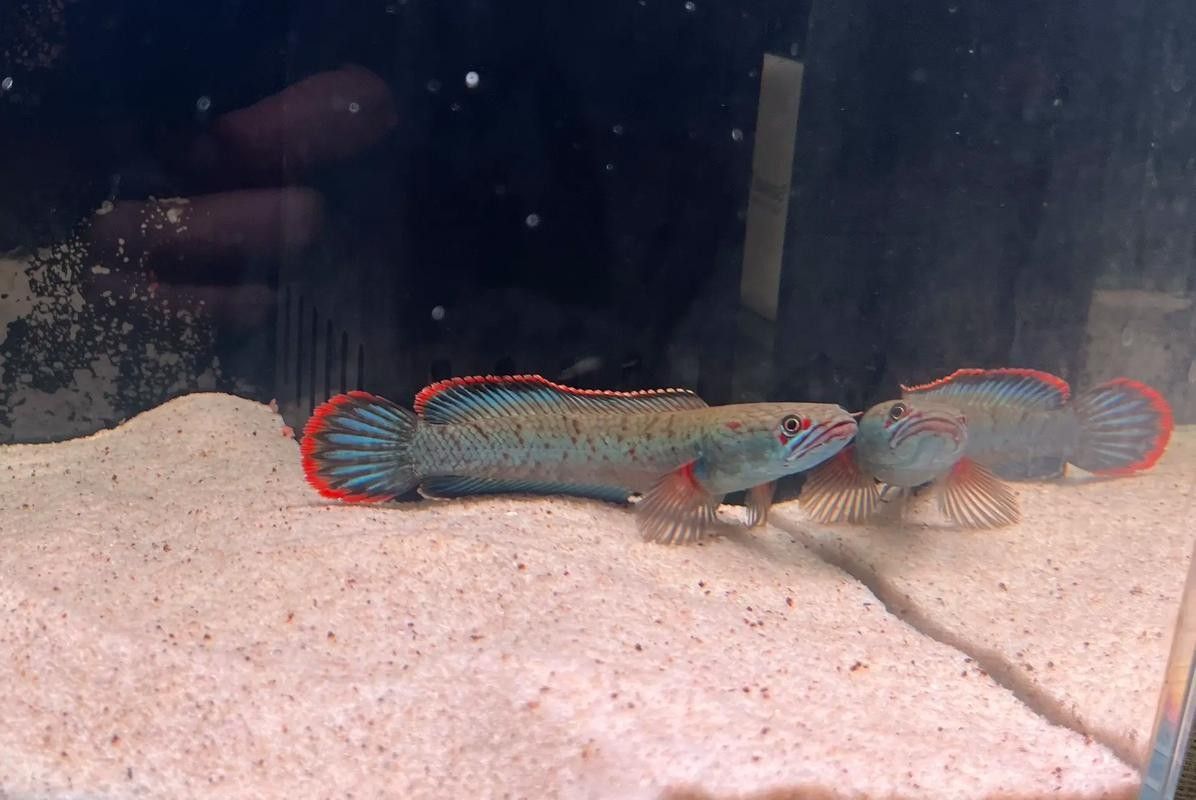 白色雷龍魚發(fā)色需要多長時(shí)間？（白色雷龍魚發(fā)色需要多長時(shí)間，）