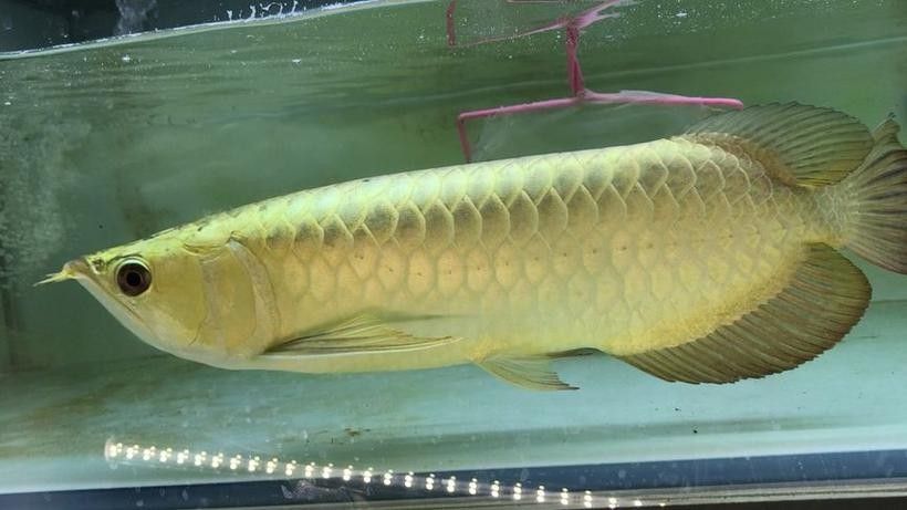 金頭過背金龍魚的反垢期是多久（金頭過背金龍魚反垢期怎么辦）