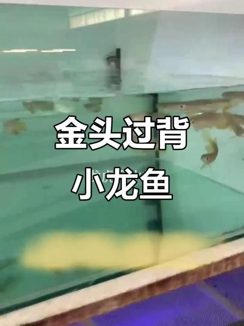 金頭過背金龍魚的反垢期是多久（金頭過背金龍魚反垢期怎么辦）