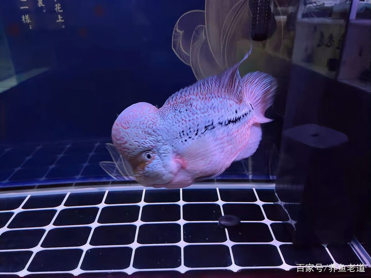 黑摩神雷龍魚能長多大？（雷龍魚能長多大）