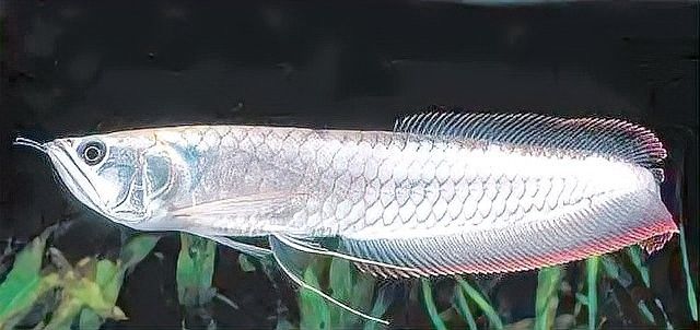金龍魚燈光調(diào)整后多久喂食（龍魚燈光調(diào)整后多久喂食）