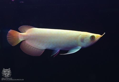 哪個品種的白化紅龍魚最稀有？（全白鱗片白化紅龍的市場價格）