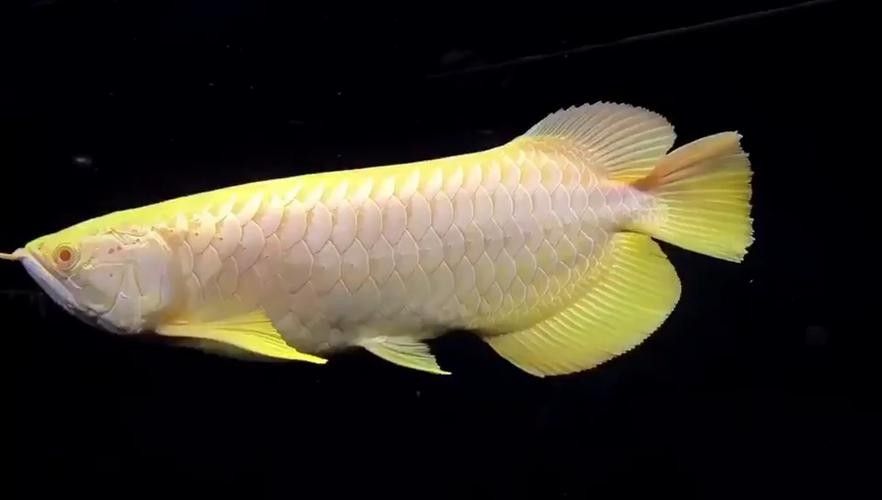 哪個品種的白化紅龍魚最稀有？（全白鱗片白化紅龍的市場價格）