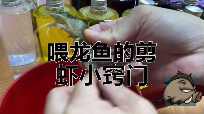 龍魚吃蝦時(shí)需要去殼嗎？（廣州龍魚祥龍魚場(chǎng)龍魚喂海蝦的害處疆途客蝦殼能吃嗎）