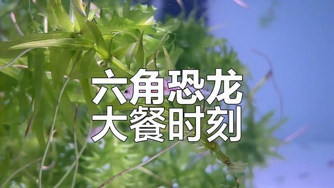 如何拍攝恐龍魚吃食的視頻？（六角恐龍魚吃食的視頻需要一些技巧和設備，你需要找到一只健康的恐龍魚）