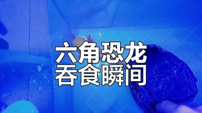 如何拍攝恐龍魚吃食的視頻？（六角恐龍魚吃食的視頻需要一些技巧和設備，你需要找到一只健康的恐龍魚）