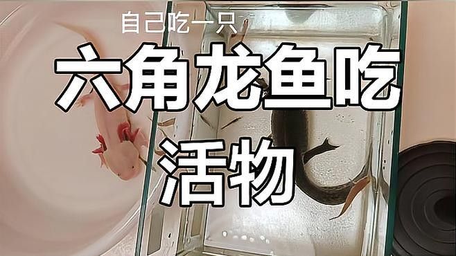 如何拍攝恐龍魚吃食的視頻？（六角恐龍魚吃食的視頻需要一些技巧和設備，你需要找到一只健康的恐龍魚）
