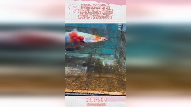 如何拍攝恐龍魚吃食的視頻？（六角恐龍魚吃食的視頻需要一些技巧和設備，你需要找到一只健康的恐龍魚）