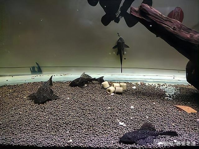 龍魚在低溫下如何急救（萌物手札，龍魚低溫急救全攻略）