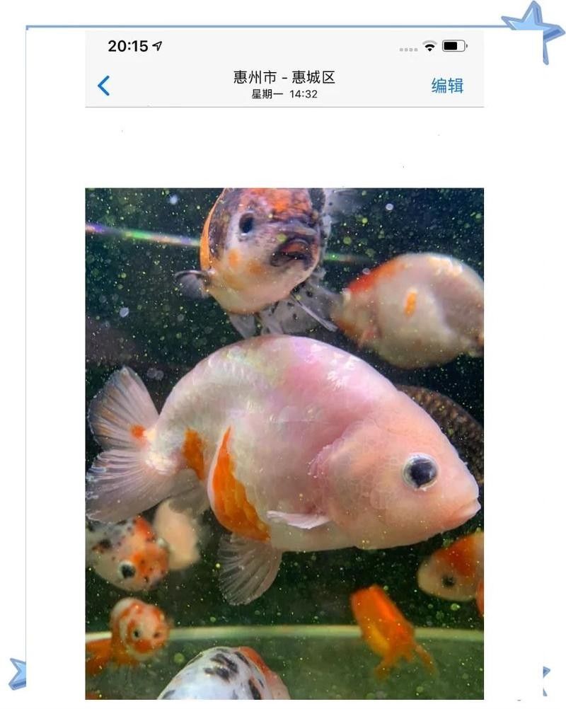 龍魚在低溫下如何急救（萌物手札，龍魚低溫急救全攻略）