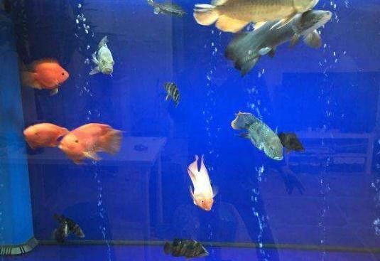 鯊魚和龍魚混養需要多大的缸（養鯊魚和龍魚時，魚缸的大小取決于多種因素）
