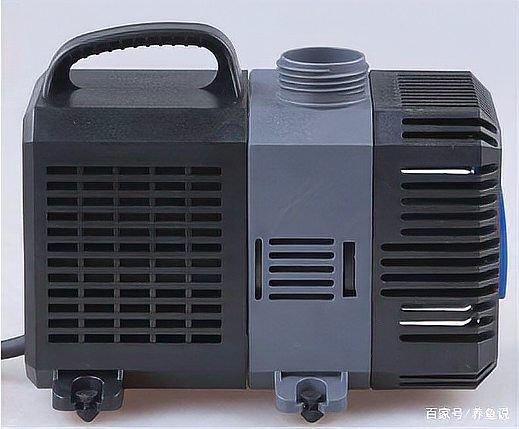 龍魚缸需要多大的功率（決定龍魚缸所需功率的關鍵因素）