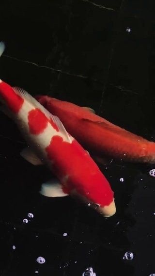 紅龍魚壁紙下載注意事項（下載和使用紅龍魚壁紙時）