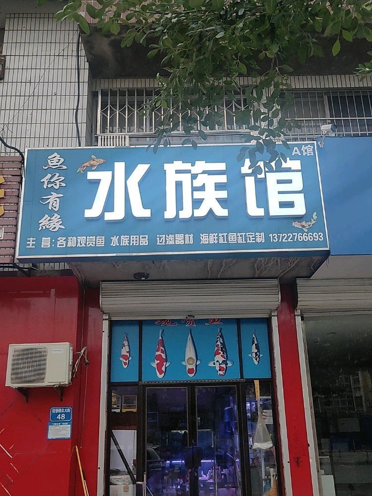 滄州哪個水族館龍魚好？祥龍魚場龍魚（滄州市祥龍魚場） 滄州哪個水族館龍魚好？祥龍魚場龍魚（滄州市祥龍魚場） 龍魚百科 第7張