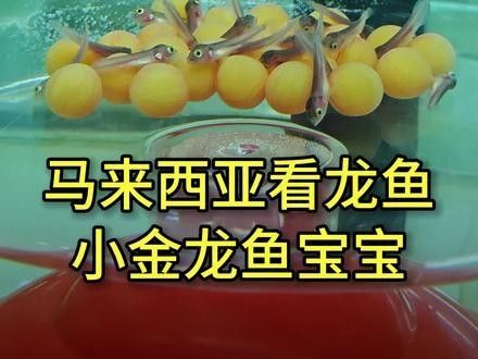 金龍紅龍魚苗的價格范圍是多少？（廣州龍魚祥龍魚場，龍魚價格大揭秘）